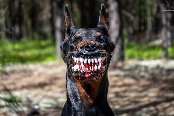 Този наморник стана хит - превръща мили кученца в изчадия адови (СНИМКИ)