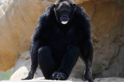 "Добро" шимпанзе отхапа ръката на охранител пред посетителите