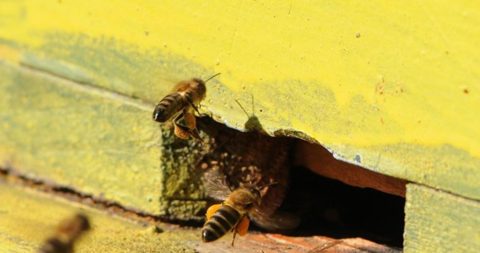 Изчезването на пчелите вещае, че идва краят на човечеството 