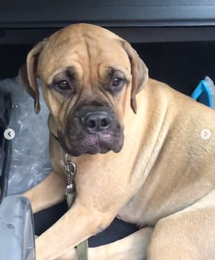 Куче измина 200 км за два дни в търсене на стопаните си, които се избавили от него