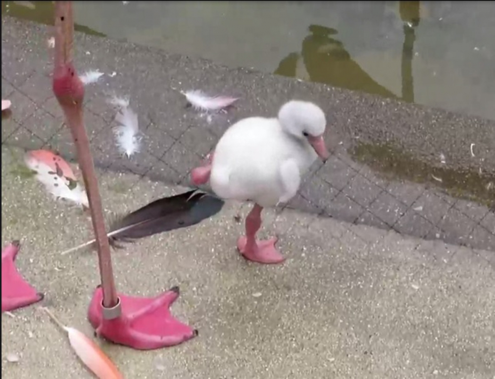 Фламинго трогна мрежата, докато се учеше да стои на един крак ВИДЕО