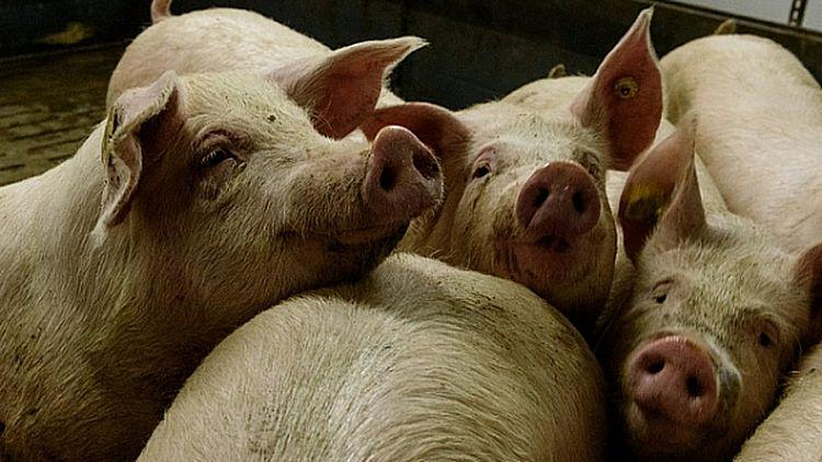 БАБХ потвърди още едно огнище на Африканска чума при домашни свине за първи път в област Видин