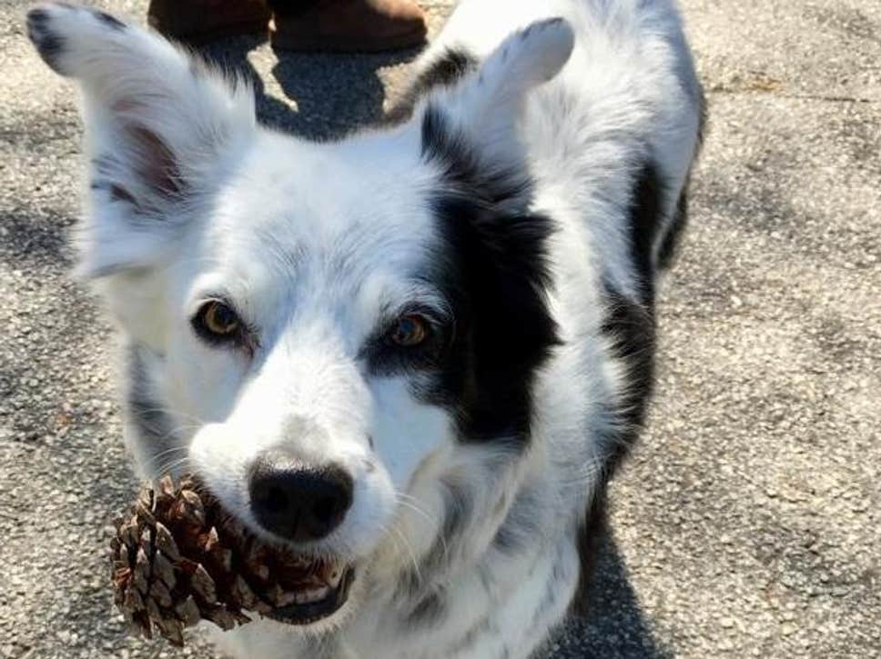 Тъжна вест: Почина най-умното куче в света