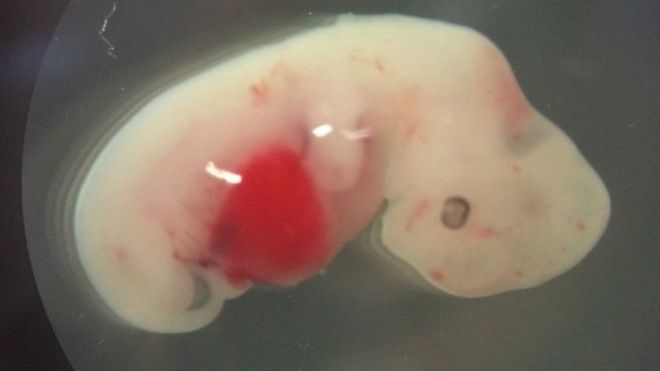 Япония разреши експериментите с ембриони между хора и животни