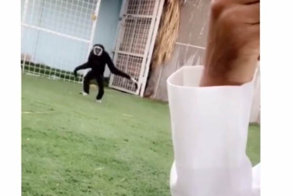 Маймуна трогна мрежата с реакцията си към плачещ мъж ВИДЕО