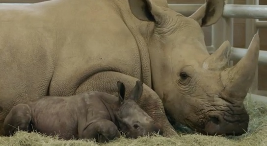 Бял носорог се роди в зоопарк в Сан Диего (ВИДЕО)