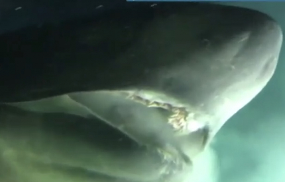 ВИДЕО: Акула от недрата на Атлантическия океан ужаси учени