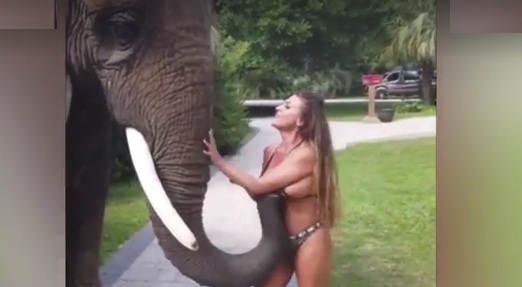 Похотлив слон направи немислимото със секси плеймейтка ВИДЕО