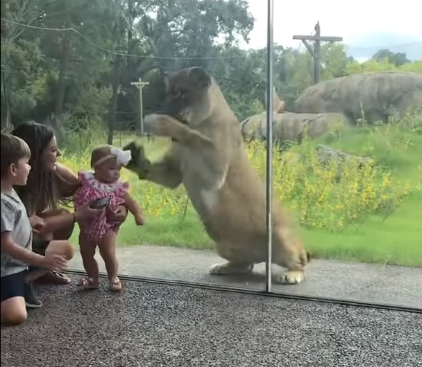 Лъвица се опита да изяде момче и бебе, стъклена преграда я спря (ВИДЕО)