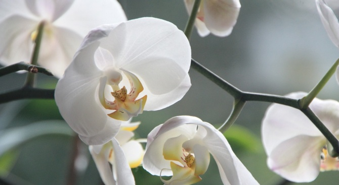 Oткриха орхидея, която не цъфти никога