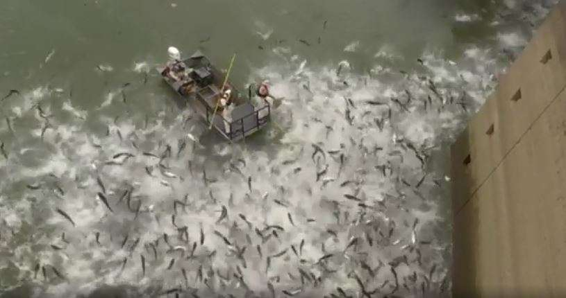 За рибарите: Eто как се ловят огромни шарани за нула време ВИДЕО