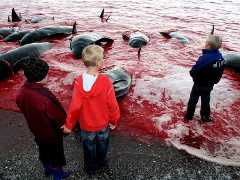 Ужасяващи СНИМКИ 18+ на масово клане на китове и делфини 