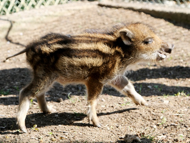 Паника във врачанско заради разхождащо се диво прасенце