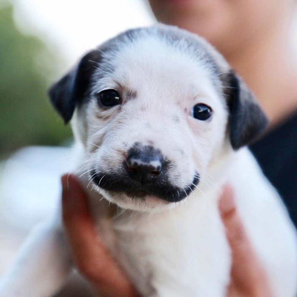 Кученце с мустаци като на Салвадор Дали очарова мрежата ВИДЕО 
