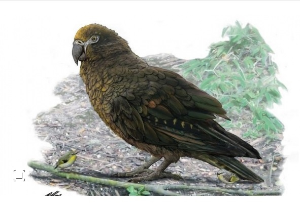 Учени откриха останки от гигански папагал СНИМКА