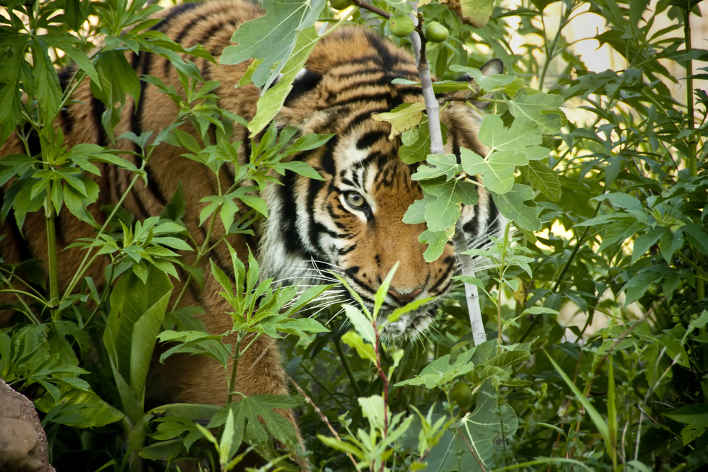 Тигър завлече млад учител в гората, намериха му само краката и ръцете