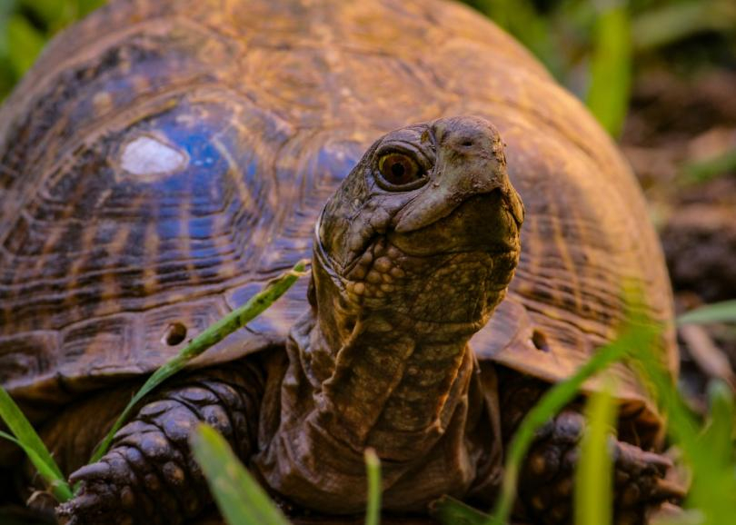 Във Франция откриха коруби на костенурки на около 25 милиона години