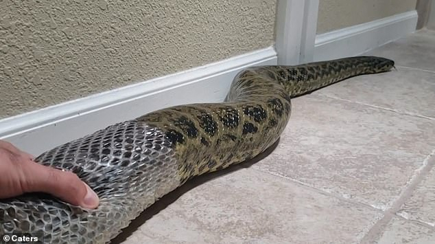 Хипнотизиращо ВИДЕО на 2-метрова змия, сменяща си кожата 