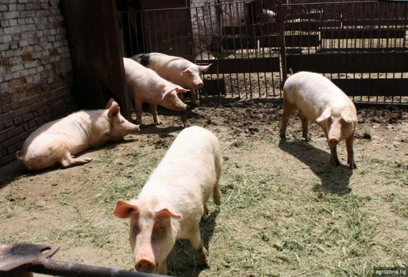 Започва изплащането по 300 лв. на прасе заради африканската чума
