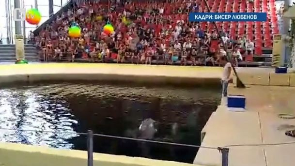 Нелепа смърт в делфинариума във Варна! СНИМКИ