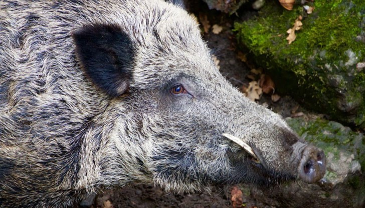 Ужас в планината: Дива свиня подгони турист и стана страшно