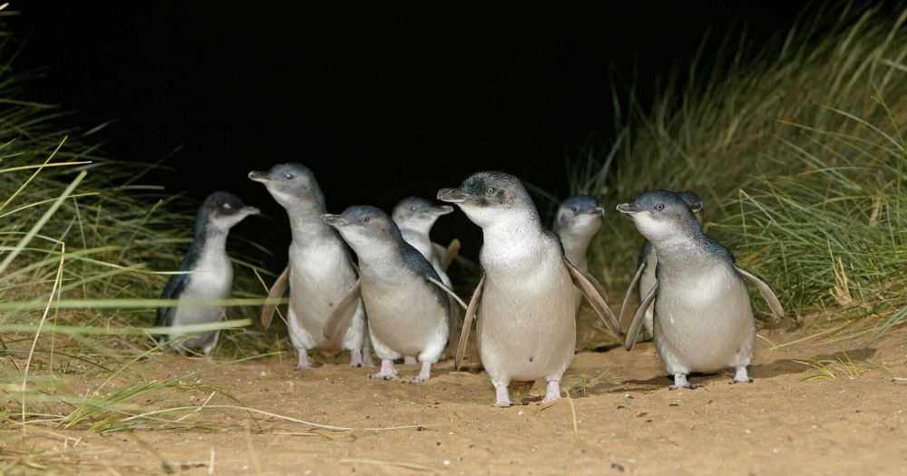 Уникална находка: Откриха пингвин с човешки размери 