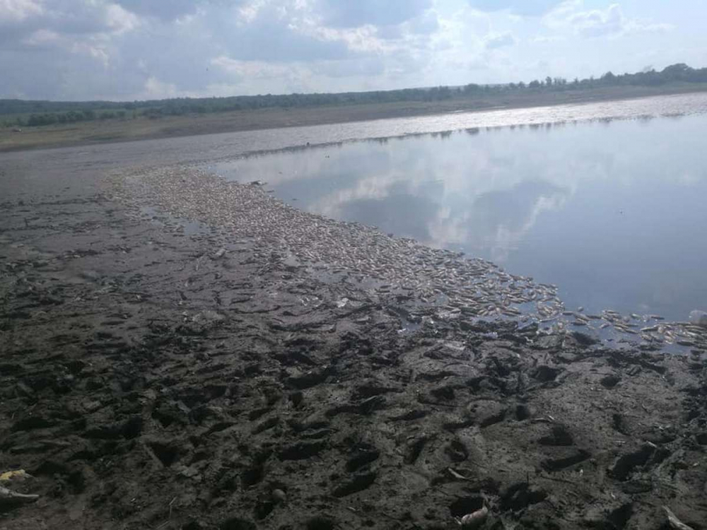 Екокатастрофа край Руен: Тонове мъртва риба изплува в язовир Ръжица СНИМКИ