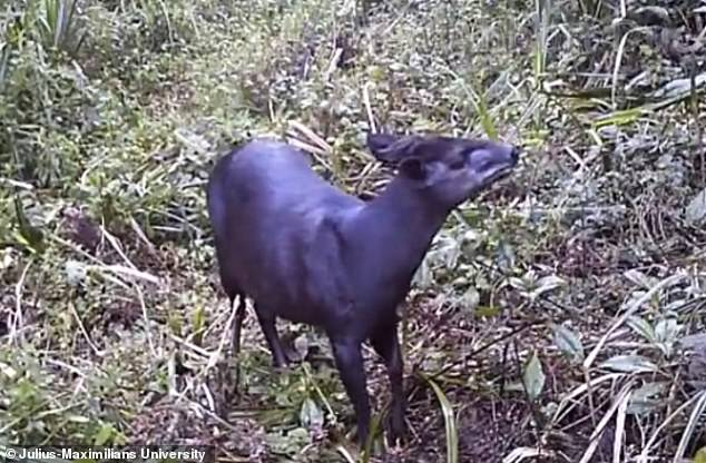 Скрита камера на Килиманджаро засне най-рядкото животно