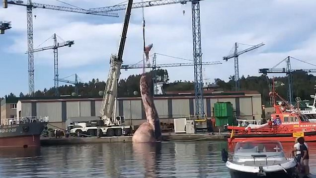 ВИДЕО показва как кран повдига от водата 75-тонен кит