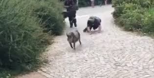 Задържане на годината: Полицаи хващат прасета в продължение на осем часа ВИДЕО
