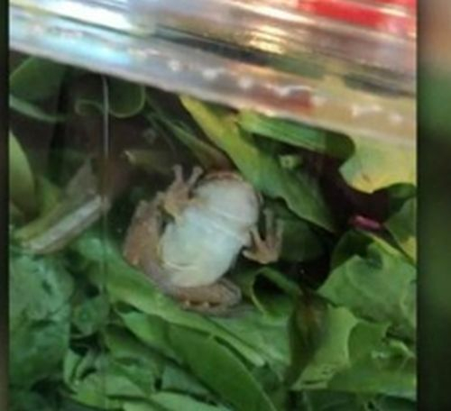 Купиха си органична салата, а вътре откриха жива жаба (СНИМКИ)