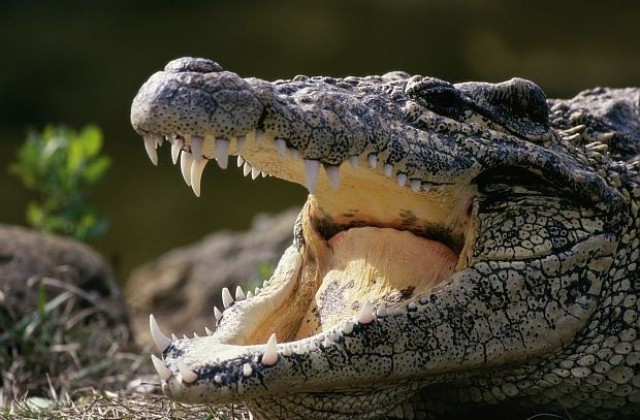Крокодилът на Фидел Кастро направи големи поразии в Стокхолм 