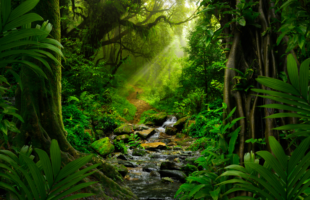 Факти и мистерии от величествената Амазонска джунгла