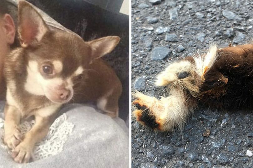 Гизмо е мъртъв: Гларус изхвърли откъсната лапа на куче СНИМКИ