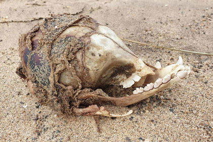 Зловещо: Мистериозен череп с червено петно изплува на плаж
