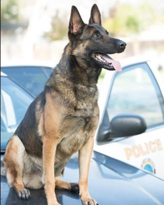 Полицаи оставиха полицейското куче Ози да се изпържи до смърт в патрулка СНИМКИ