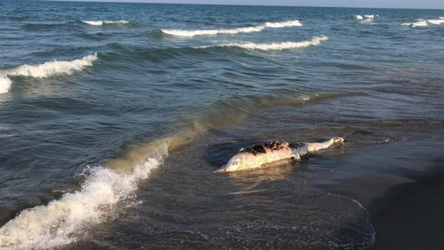 Зловеща гледка на плажа край Шкорпиловци смрази туристите СНИМКИ 18+