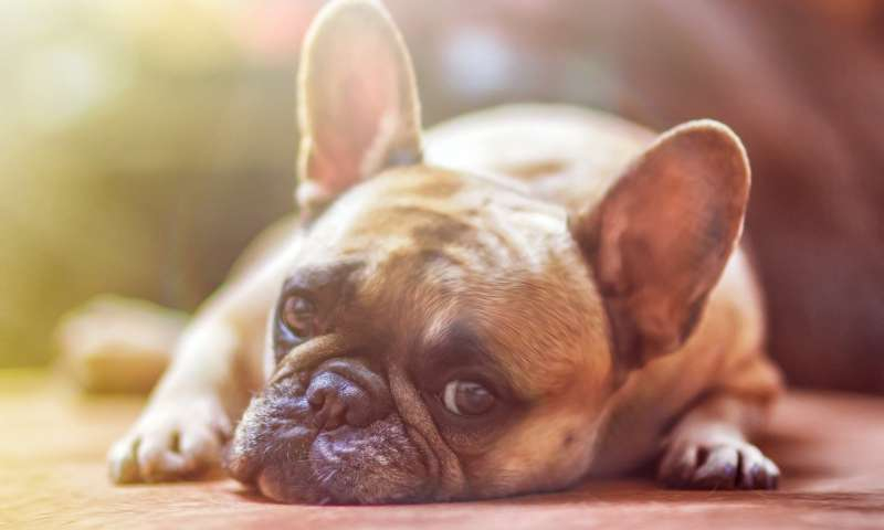 Установиха причините за доброто здраве на собствениците на кучета