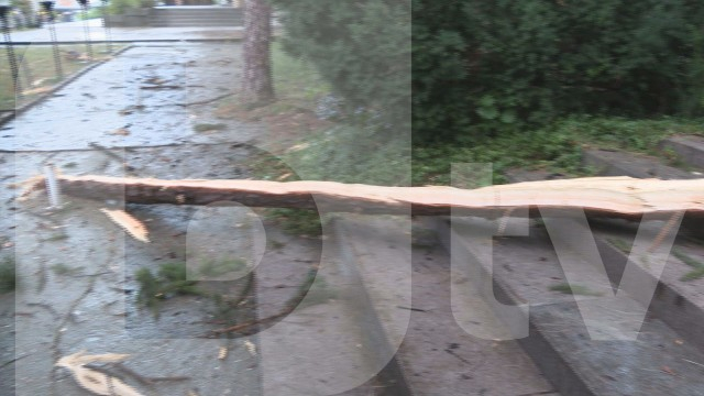 Мълния порази дърво пред заведение във Велико Търново СНИМКИ