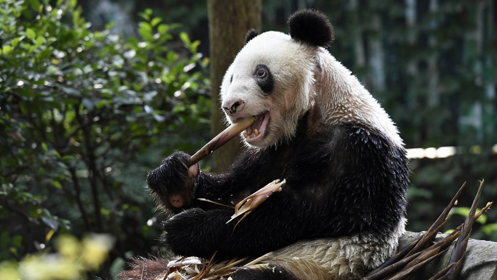 Най-възрастната панда, отглеждана в плен, навърши 37 г.