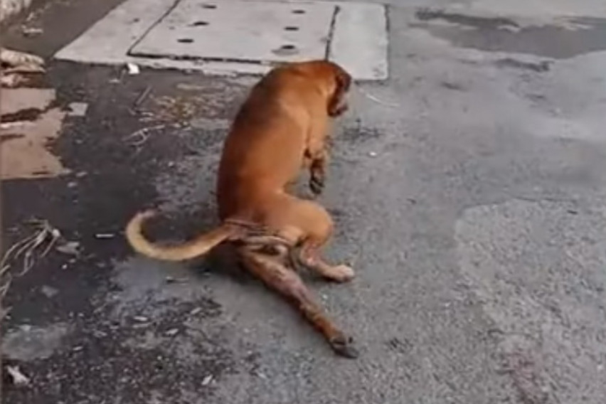 Куче се преструва, че има счупен крак, за да му дадат храна (ВИДЕО)