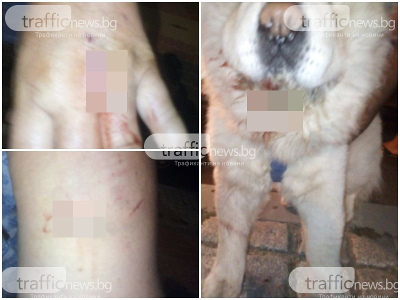 Пловдивчанка изведе кучето си на разходка и преживя най-страшния си кошмар 