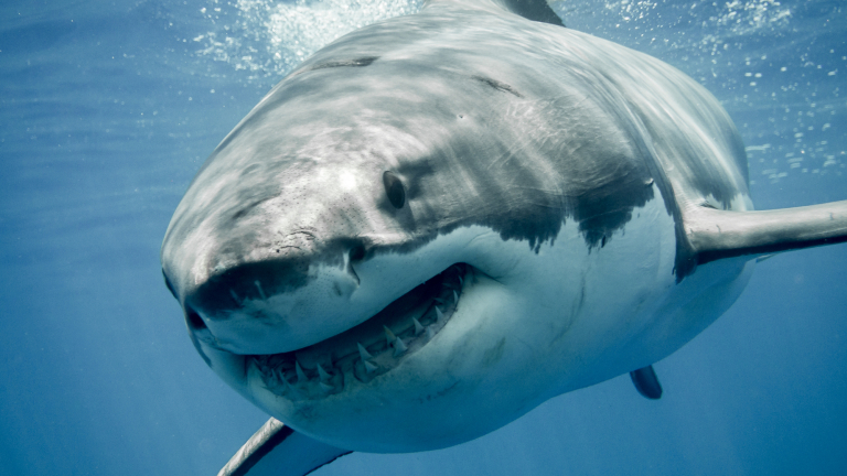 Акула изплаши рибар, като изяде кит пред очите му ВИДЕО