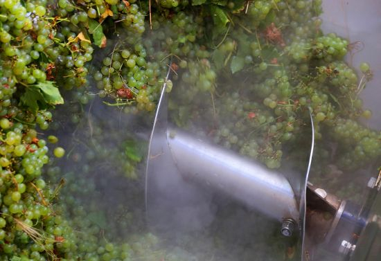 Започна гроздоберът в Пловдивско, очакват добра реколта