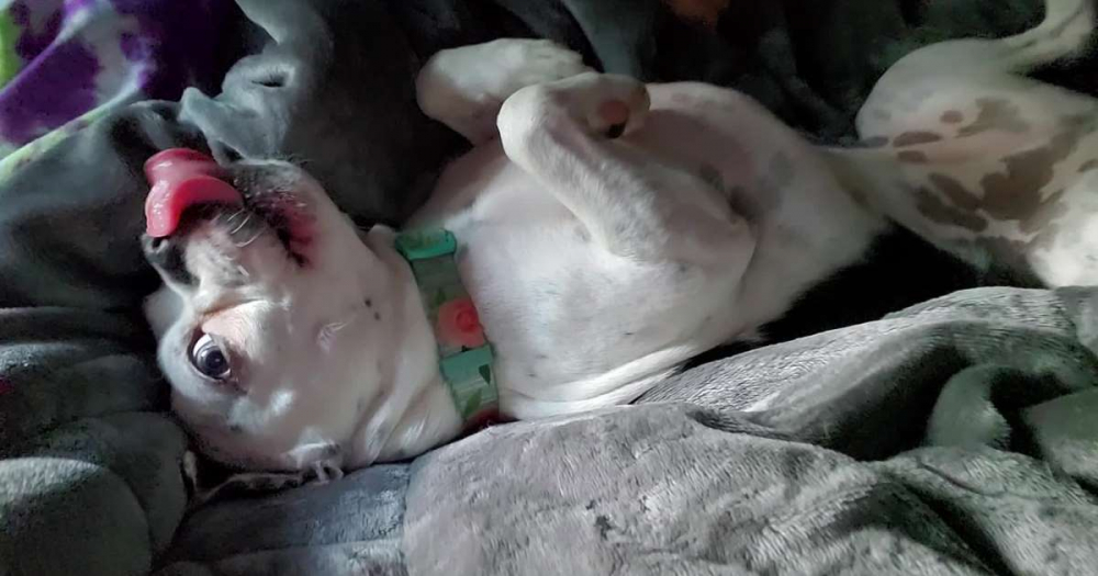 Забавно: Куче отказва да стане от леглото на стопанката си ВИДЕО