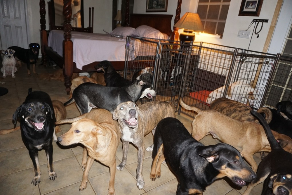 Жена превърна дома си в приют за кучета заради урагана "Дориан" СНИМКИ