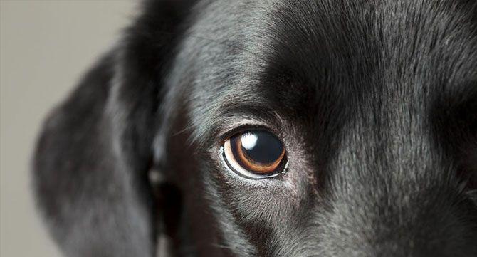 Куче, достойно за "Оскар", стана хит в мрежата ВИДЕО
