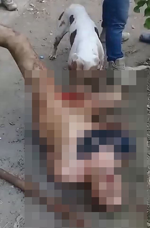 Възмездие! Опълченци насъскаха питбул да кастрира изнасилвач СНИМКА 18+