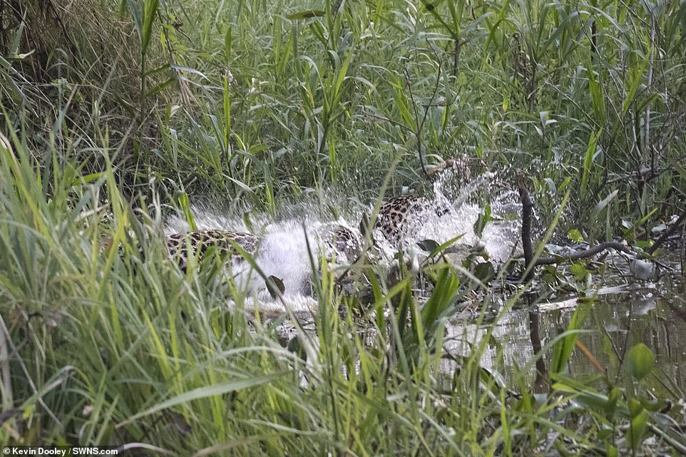 Зрелище: Фотограф засне смъртоносна схватка между алигатор и ягуар ВИДЕО