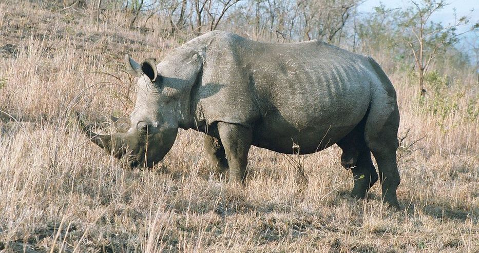Учени създадоха два ембриона от изчезващ вид бял носорог
